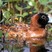 Masked Duck